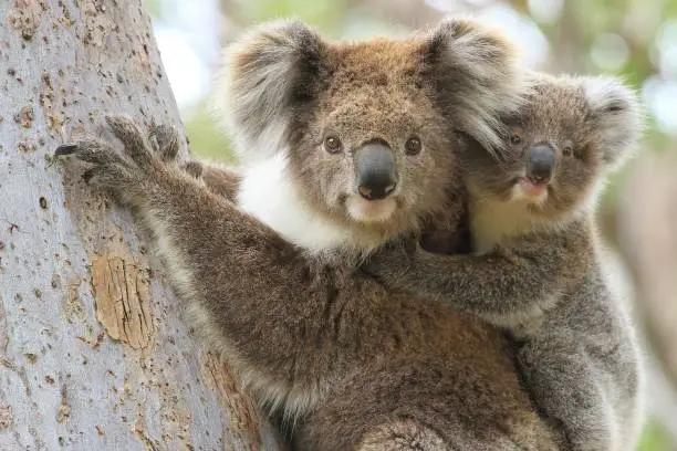 Close up of a female koala carrying a young joey up a eucalyptus tree on Raymond Island in Gippsland Australia.