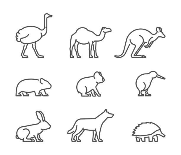 Vector set of linear Australian animals Vector set of linear Australian animals. Line icon koala, kangaroo, echidna, kiwi and other. ostrich stock illustrations