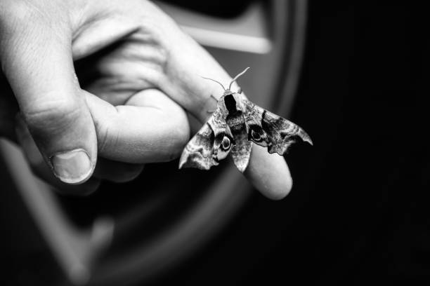 Moth sits on the palm of your hand