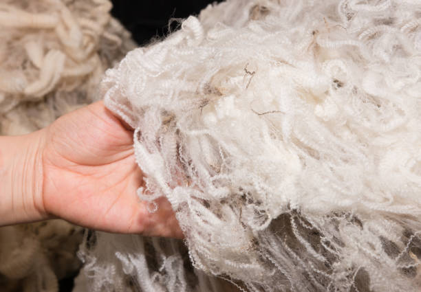 istock Pile of high quality merino wool in woman's hand 908937202