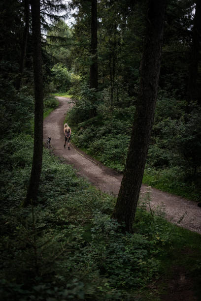 istock On the road in the forest 908941036