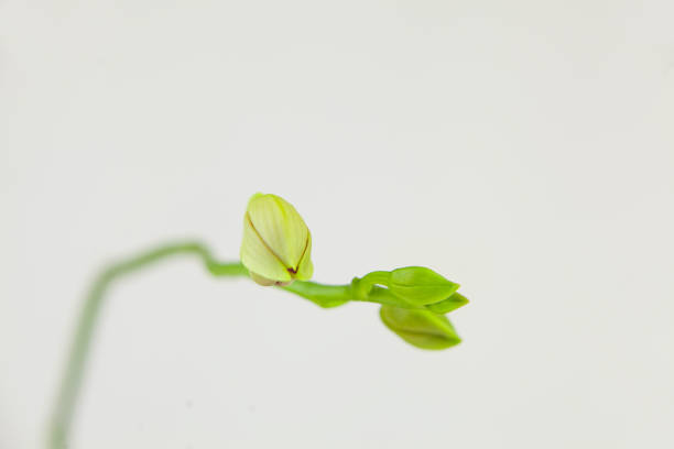 Just Barely Opened Gardenia Blossom with Copy Space