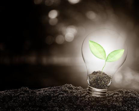 Light bulb with plant growing inside on soil ecology, Concept of conserve environment.