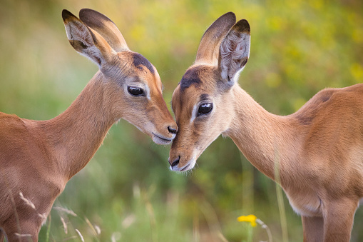Two impala babies kissing