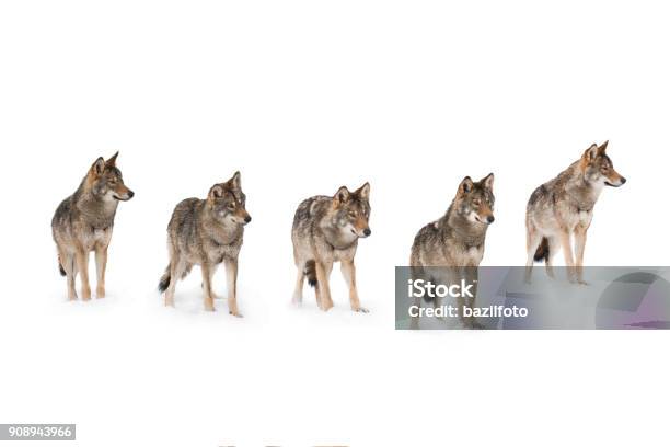 Pack Of Wolves Stock Photo - Download Image Now - Wolf, Group Of Animals, Animals Hunting