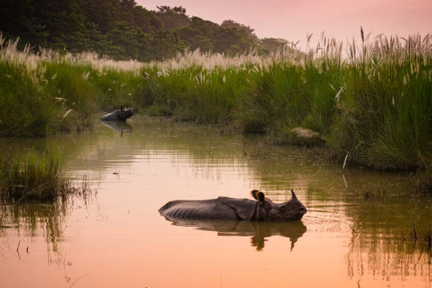 Indian one horned rhinoceros bathing in a river at dawn, in Chitwan National Park, Nepal