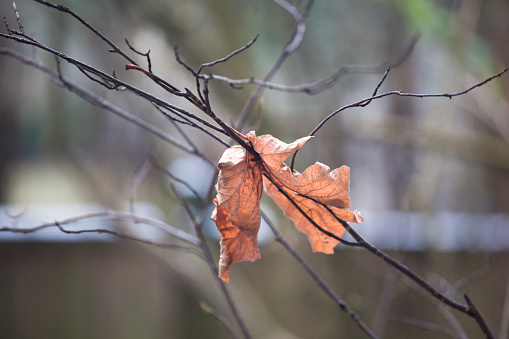 Dry autumn leaf on tree branches-Stock image.