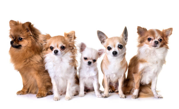 istock group of chihuahua and spitz 908956642