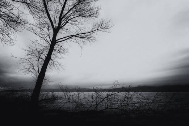 istock Skeletal and fallen trees on a lake shore, beneath a moody sky 908956840