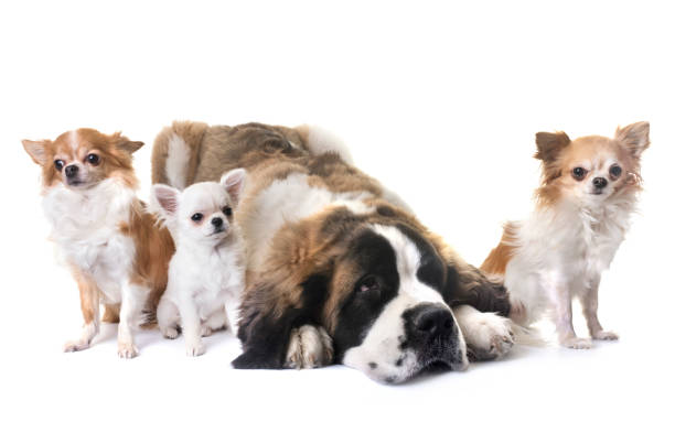 istock young saint bernard and chihuahua 908956862
