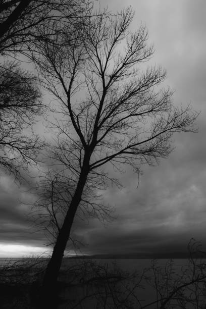 istock Skeletal and fallen trees on a lake shore, beneath a moody sky 908956932