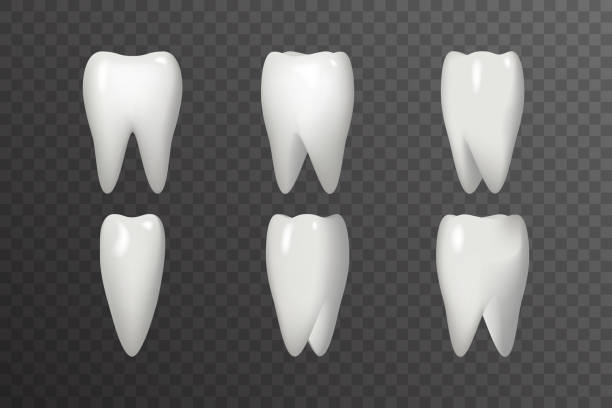 Rotation Tooth Animation Frames Realistic 3d Stomatology Dental Poster  Design Icon Template Transperent Background Mock Up Vector Illustration  Stock Illustration - Download Image Now - iStock