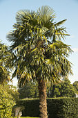 trachycarpus-fortunei-chusan-palm.jpg?b=1&s=170x170&k=20&c=uIXvFO78_Rez3KwkiRjdmTpCKQwRC3mPokg5BWo9PKc=