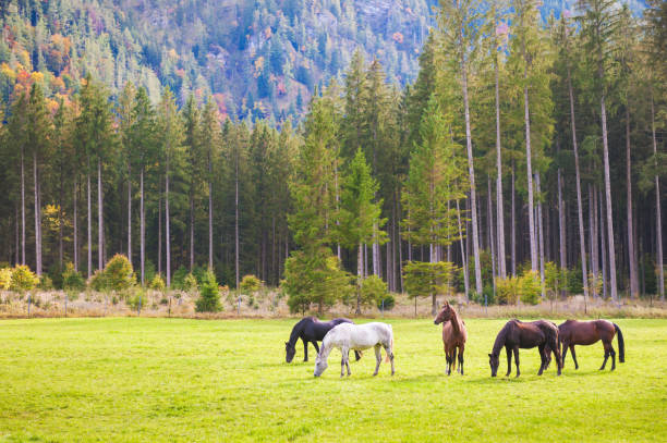 Horses on the green field in Austrian Alps.