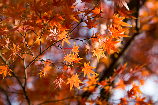 Closeup The maple leaves figure