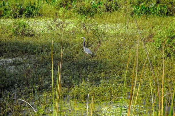 istock heron wading in the swamp 908969152