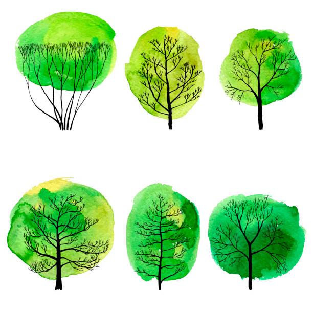 vector set of deciduous trees vector set of deciduous trees with watercolor foliage, hand drawn isolated natural elements linden new jersey stock illustrations