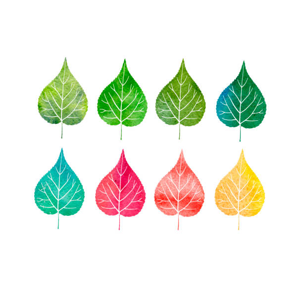 watercolor set of tree leaves watercolor leaves of linden tree isolated at white background, hand drawn illustration linden new jersey stock illustrations