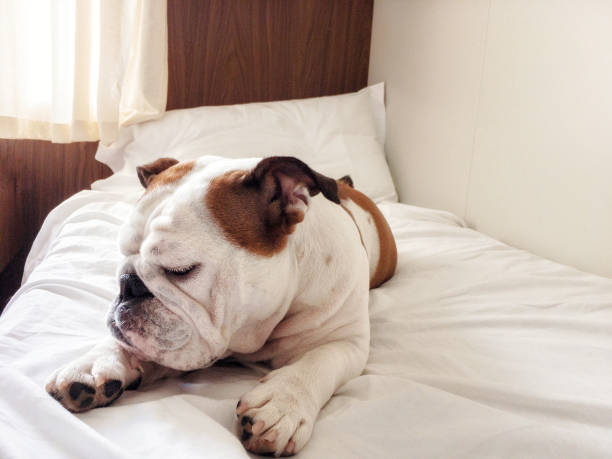 istock Passenger dog in her ship cabin's bed 908970224