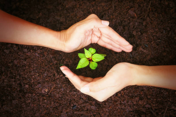 proteggere a mano una nuova foglia a terra. - ambiente floreale foto e immagini stock