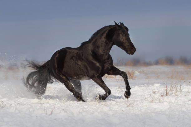 istock Horse jump in snow 908978316