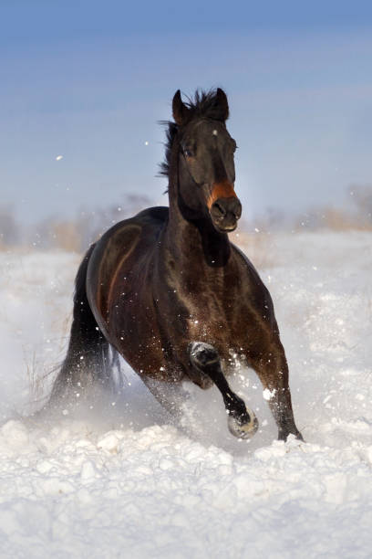 istock Horse jump in snow 908978376