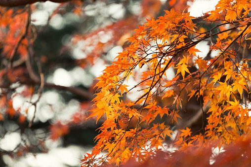 Closeup The maple leaves figure