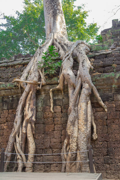 istock Cambodia, Angkor Archaeological Park 908978726