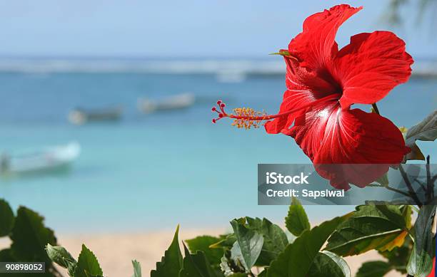 Hibiscus Stock Photo - Download Image Now - Hibiscus, Caribbean, Caribbean Culture