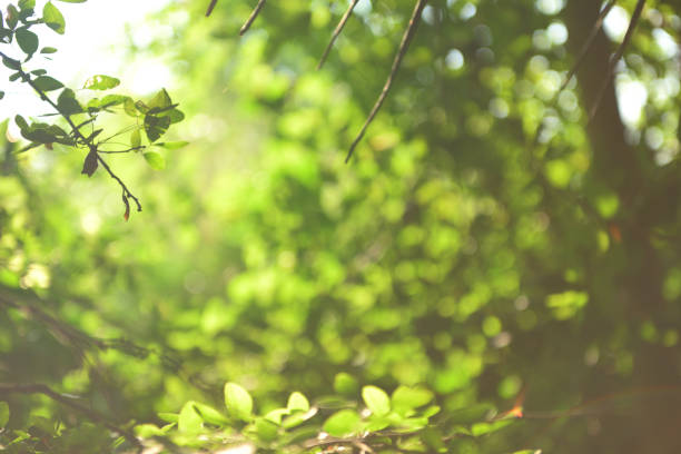 istock beautiful Natural green leaf and abstract blur bokeh light background 908980994