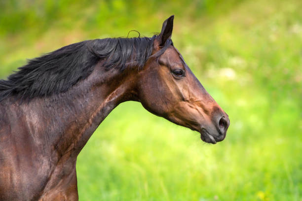 istock Horse portrait in motion 908981044