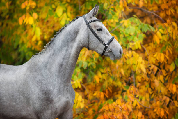 istock White horse in orange trees 908981296