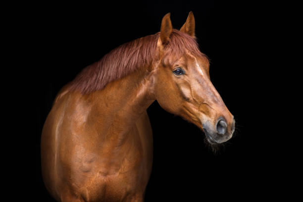 Red horse portrait Red horse on black background arabian horse photos stock pictures, royalty-free photos & images