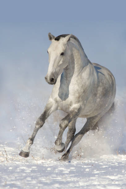 istock Horse run in snow 908981586