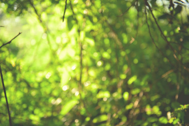 istock beautiful Natural green leaf and abstract blur bokeh light background 908981636