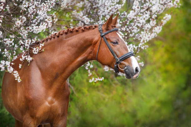 horse in spring blossom - horse family imagens e fotografias de stock