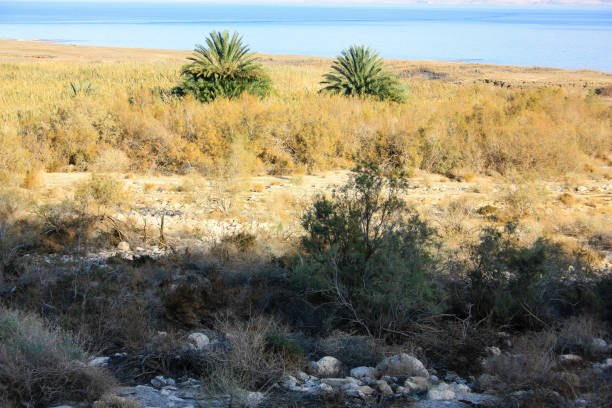 istock colors of Israels 908982370