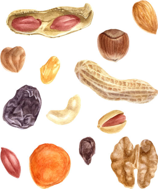 орехи и сухофрукты акварели набор - raisin stock illustrations