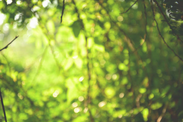 istock beautiful Natural green leaf and abstract blur bokeh light background 908985618