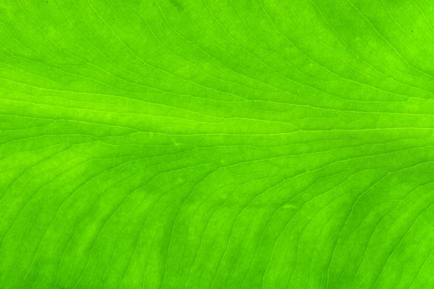 istock Closeup nature view of green leaf texture background 908989038