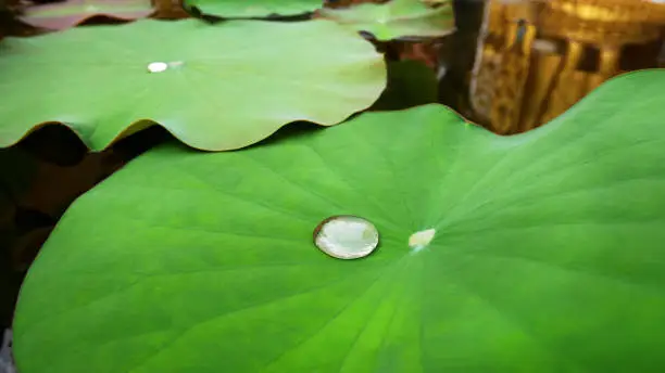 Droplet of Water with Tiny Dust on Fresh Green Water Lily Pad