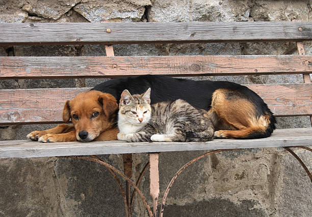 istock cat and dog are resting 90898993