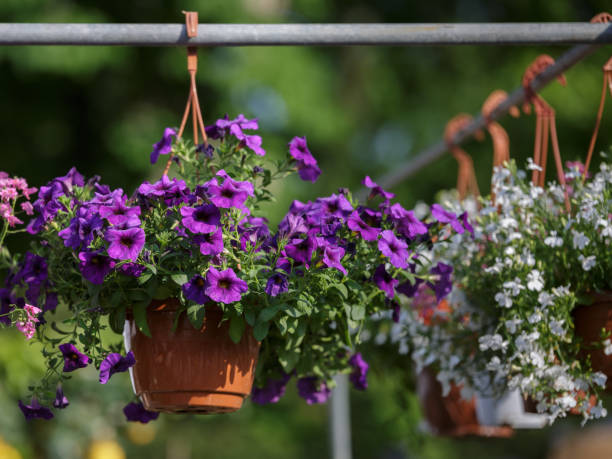 istock Purple Flower Vase Hanging in Countryside Setting 908992502