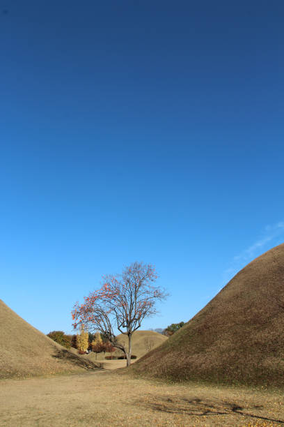 istock Persimmon tree at Daereungwon Royal Tomb park with the blue sky in autumn 908992584