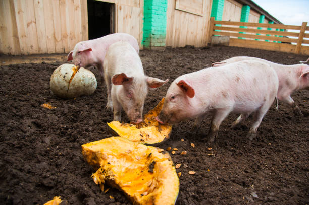 istock Domestic pigs on a farm 908993522
