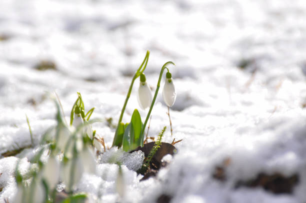 istock New life,  First flowers in spring. 908993838