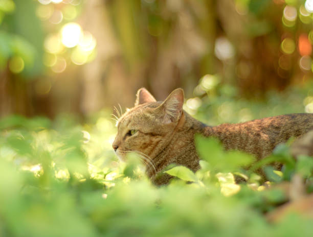 istock The cats play in the garden. 908994102