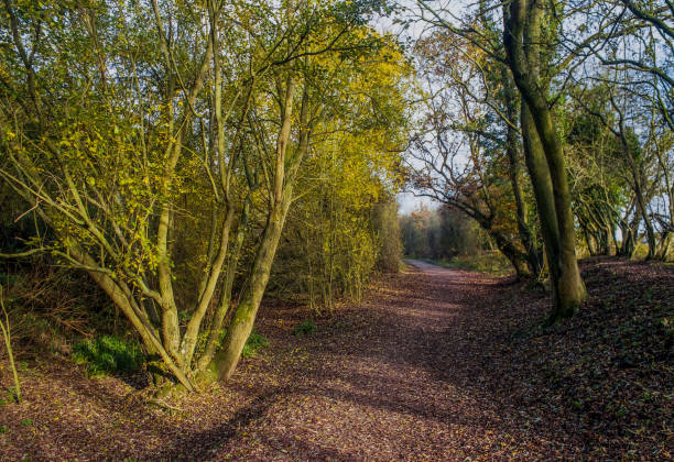 istock view from footpath through typical english rural scenery - trees land countryside rural landscape on a sunny day - hiking walking scenic lush 908995094