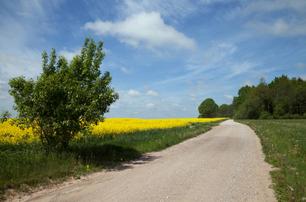 istock Natural gravel road. 909000318