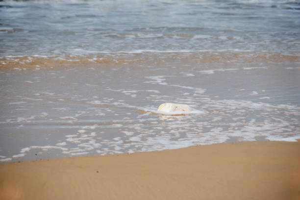 istock White stone on sand washed by foam of sea waves 909000700